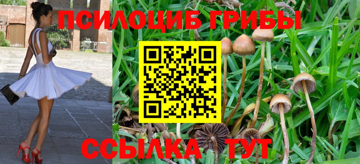 Псилоцибиновые грибы мицелий Лесосибирск